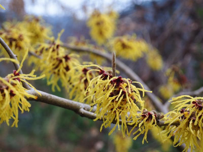 Hamamelis 'Pallida' P1230020.JPG