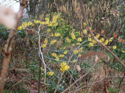Hamamelis 'Pallida' P1230031.JPG