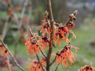 Hamamelis 'Strawberries and Cream' P1230022.JPG