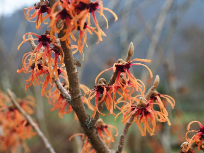 Hamamelis 'Strawberries and Cream' P1230024.JPG