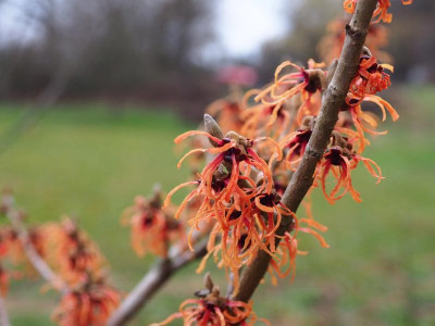 Hamamelis 'Strawberries and Cream' P1230025.JPG