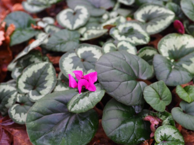 Cyclamen coum Pink P1230034.JPG