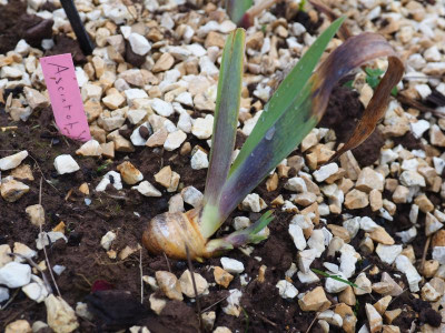 Iris 'Ascent of Angels' Purple Based P1230035.JPG