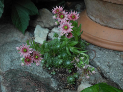 Sempervivum  Annentreppe 2017-06-13 01.jpg.JPG