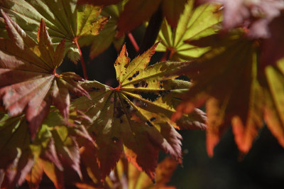 aureum_befall_loecher_7744.jpg