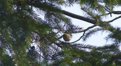 wintergoldhahnchen-1.jpg