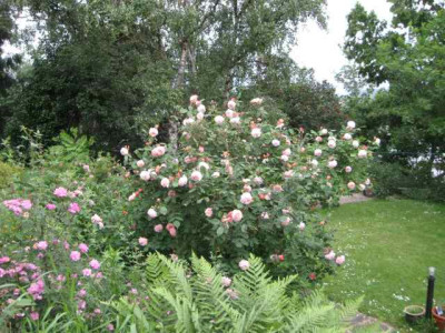 Rosengarten_klein2__IMG_1837.jpg