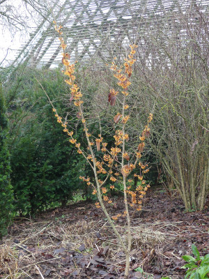 2022-01-16 Hamamelis 'Harry' 1.jpg