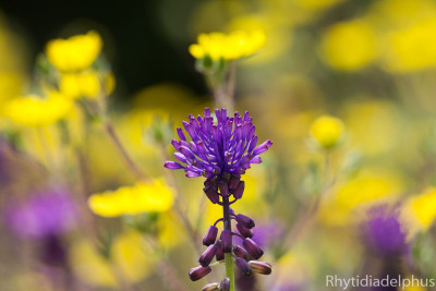Muscari_comosum_vor_Potentilla_5175_BGMr10_800_sRGB.jpg