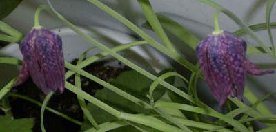 schachbrettblume_002.jpg