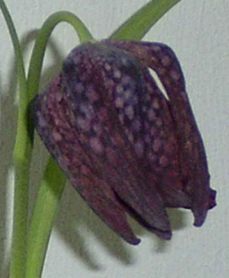 schachbrettblume_001.jpg