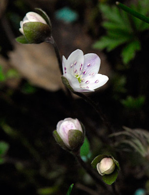 hepatica-schneeball.jpg