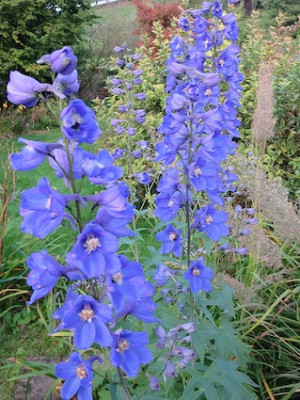 Delphinium_15781.jpg