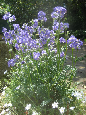 Polemonium coeruleum_9567.JPG