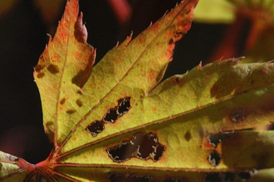 aureum_loecher_nah_7744.jpg
