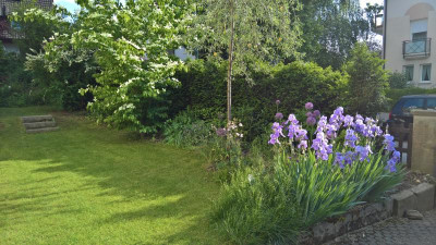 WP_20180519_18_20_49_Pro Iris mit Allium.jpg
