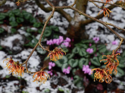 Hamamelis x intermedia 'Aphrodite' 2022-01-07 (4).JPG