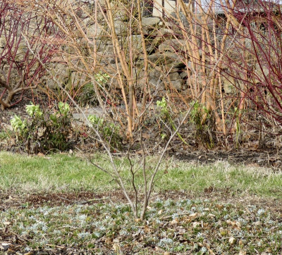 mulch.jpg