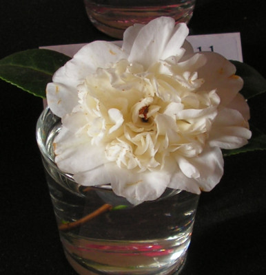 Camellia_Mansize_053.jpg