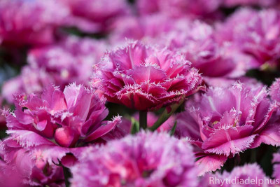 Tulipa_Mascotte_9714_800_sRGB.jpg