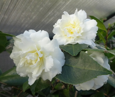 DSC07718.jpg