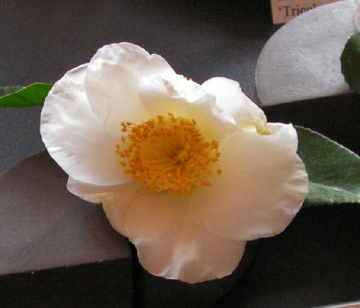 Camellia_Shirokinju_070.jpg