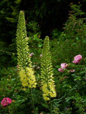 Eremurus 2021-06-26.JPG