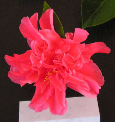 Camellia_Mark_Alan_044.jpg