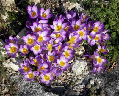 Crocus_sieberi_ssp._sublimis_Tricolor_2008-03-09.JPG