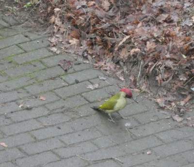 Grünspecht 220126.jpg