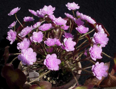 Hepatica_japonica_Oriheme_2008-03-09.JPG