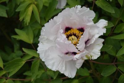 DSC_0407.JPG
