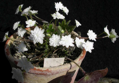 Hepatica_japonica_Shirayuki_2008-03-09.JPG