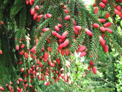 Bot_garten Christiansberg 019.jpg