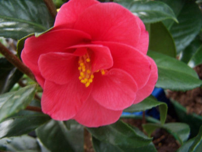 100_0992_Camellia_japonica_semi-double_dark_pink__800.jpg