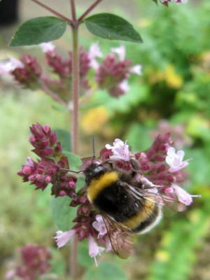 Hummel Majoran_2668.JPG
