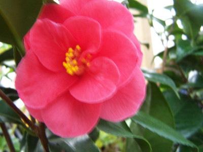 100_0993_Camellia_jap._semi-double_dark_pink__800.jpg