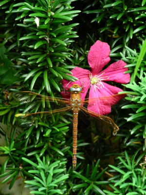 Braune Mosaikjungfer 2021-06-30 Libelle.JPG