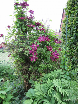 Clematis 'Rouge cardinal'_0688.JPG