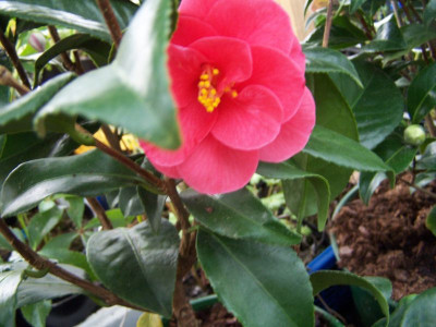 100_0994_Cam._japonica_semi-double_dark_pink__800.jpg