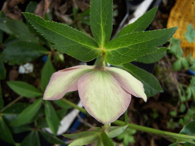 100_1000_HELLEBORUS_orientalisNeueste_Hybriden__800.jpg