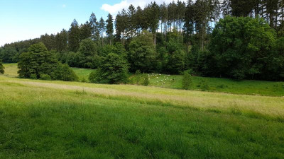 IMG-20210621-WA0005.jpeg
