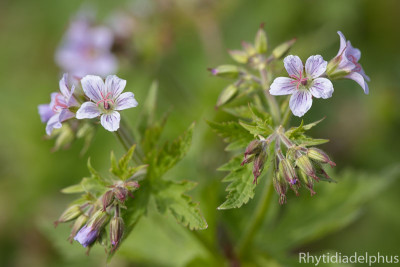 Geranium_Prelude_1211_800_sRGB.jpg