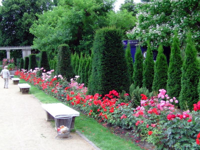 Forst_rosen 004.JPG