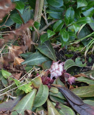 Chrysosplenium_macrophyllum.22-1.jpg
