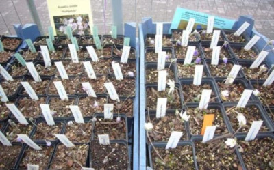Hepatica_klein.JPG