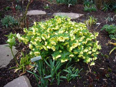 gelbe_Helleborus_klein.JPG
