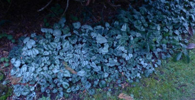 Cyclamen Rundi 2022.jpg