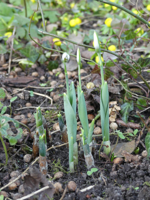 2022-01-28 Galanthus elwesii.jpg