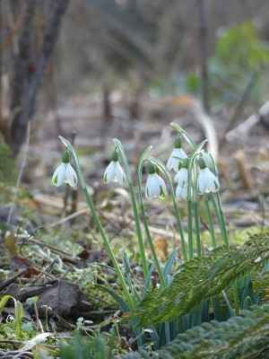 2022-01-28 Galanthus 'Trumps' 4.jpg